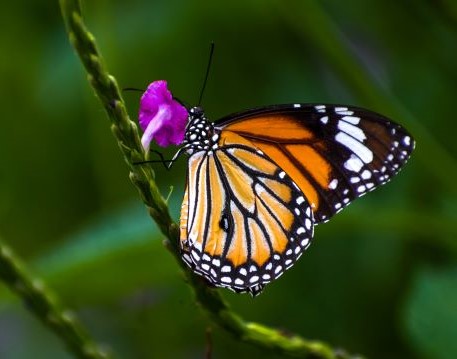 Insects & Spiders